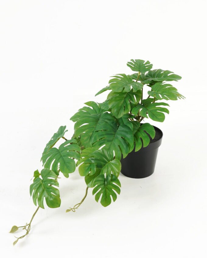 Artificial Table Plants Montera in PP pot GS-03323114_7 Artificial Table Plants 50*25*25cm Montera in PP pot GS-03323114 Potted Flowers&Plants YeahFlower is one of Chinese leading OEM manufacturers and exporters , supplying the silk flowers, wholesale artificial trees