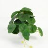 Artificial Table Plants 25*18*17cm Pilea peperomioides /Ivs22 GS-70123012 Potted Flowers&Plants YeahFlower is one of Chinese leading OEM manufacturers and exporters , supplying the silk flowers, wholesale artificial trees