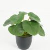 Artificial Table Plants Pilea peperomioides Ivs9 GS-70123028_5 Artificial Table Plants 15*15*15cm Pilea peperomioides /Ivs9 GS-70123028 Potted Flowers&Plants YeahFlower is one of Chinese leading OEM manufacturers and exporters , supplying the silk flowers, wholesale artificial trees