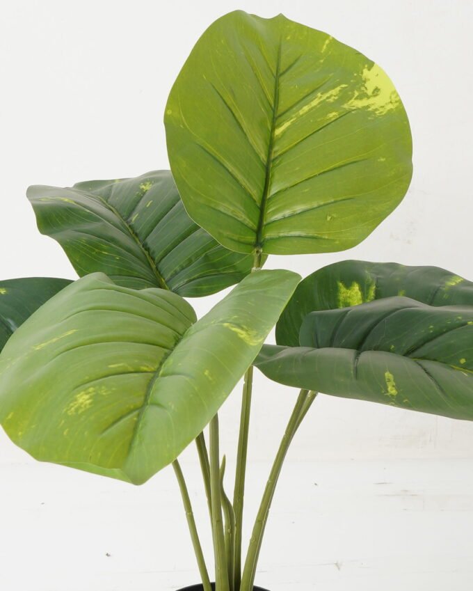 Artificial Table Plants Rohdea japonica 6 in PP pot GS-69423015_8 Artificial Table Plants 55*55*54cm Rohdea japonica *6 in PP pot GS-69423015 Potted Flowers&Plants YeahFlower is one of Chinese leading OEM manufacturers and exporters , supplying the silk flowers, wholesale artificial trees