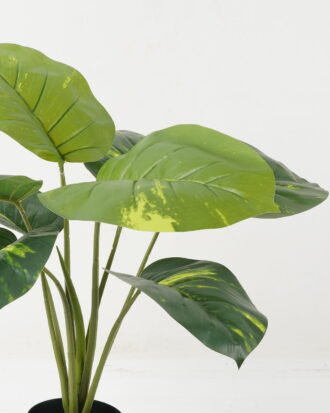 Artificial Table Plants 55*55*59cm Rohdea japonica *8 in PP pot GS-69423018 Potted Flowers&Plants YeahFlower is one of Chinese leading OEM manufacturers and exporters , supplying the silk flowers, wholesale artificial trees