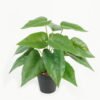 Artificial Table Plants 30*30*30cm Scindapsus /Ivs15 GS-70123003 Potted Flowers&Plants YeahFlower is one of Chinese leading OEM manufacturers and exporters , supplying the silk flowers, wholesale artificial trees