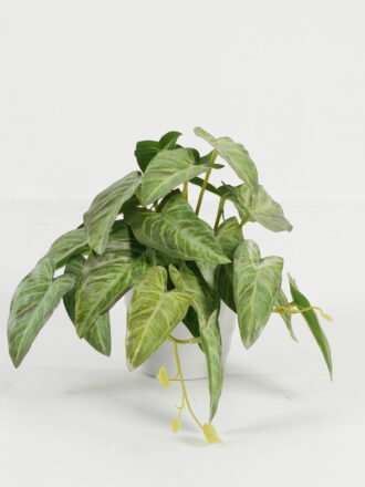 Artificial Table Plants 25*15*17cm puteolata /Ivs22 GS-70123018 Potted Flowers&Plants 3,000+ sqm showroom with thousands of artificial flowers, plants & trees ready for global sourcing.
