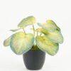 Artificial Table Plants 17*17*15cm Taro /Ivs9 GS-70123027 Potted Flowers&Plants YeahFlower is one of Chinese leading OEM manufacturers and exporters , supplying the silk flowers, wholesale artificial trees