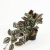 Artificial Table Plants 50*25*25cm Tradescantia Zebrina in PP pot GS-03323113 Potted Flowers&Plants YeahFlower is one of Chinese leading OEM manufacturers and exporters , supplying the silk flowers, wholesale artificial trees
