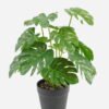 Artificial Table Plants Turtleback Ivs15 GS-70123004_5 Artificial Table Plants 18*18*30cm Turtleback /Ivs15 GS-70123004 Potted Flowers&Plants YeahFlower is one of Chinese leading OEM manufacturers and exporters , supplying the silk flowers, wholesale artificial trees