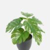 Artificial Table Plants 18*18*15cm Turtleback /Ivs9 GS-70123025 Potted Flowers&Plants YeahFlower is one of Chinese leading OEM manufacturers and exporters , supplying the silk flowers, wholesale artificial trees