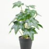 Artificial Table Plants 17*17*30cm dysosma leaf/Ivs15 GS-70123001 Potted Flowers&Plants YeahFlower is one of Chinese leading OEM manufacturers and exporters , supplying the silk flowers, wholesale artificial trees