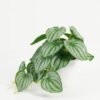 Artificial Table Plants 25*15*17cm puteolata /Ivs22 GS-70123018 Potted Flowers&Plants YeahFlower is one of Chinese leading OEM manufacturers and exporters , supplying the silk flowers, wholesale artificial trees