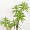 Artificial Tree 110cm Dracaena reflexa in PP pot GS-61923036 Tree&Plant YeahFlower is one of Chinese leading OEM manufacturers and exporters , supplying the silk flowers, wholesale artificial trees