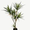 Artificial Tree 120cm Plant 7 in PP pot real touch 183 lvs GS-41923015_7 Artificial Tree 120cm Plant *7 in PP pot real touch/183 lvs GS-41923015 Tree&Plant YeahFlower is one of Chinese leading OEM manufacturers and exporters , supplying the silk flowers, wholesale artificial trees