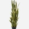 Artificial Tree 150cm Sansevieria *12 in PP pot GS-59523055 Tree&Plant YeahFlower is one of Chinese leading OEM manufacturers and exporters , supplying the silk flowers, wholesale artificial trees