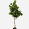 Artificial Tree 180cm Duck foot wood in PP pot GS-61923042 Tree&Plant YeahFlower is one of Chinese leading OEM manufacturers and exporters , supplying the silk flowers, wholesale artificial trees
