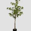 Artificial Tree 180cm Tree in PP pot GS-61923034 Tree&Plant YeahFlower is one of Chinese leading OEM manufacturers and exporters , supplying the silk flowers, wholesale artificial trees