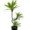 Artificial Tree 50cm Dracaena reflexa in PP pot GS-61923037 Tree&Plant YeahFlower is one of Chinese leading OEM manufacturers and exporters , supplying the silk flowers, wholesale artificial trees