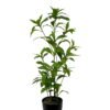 Artificial Tree 56cm Plant in PP pot GS-61923043 Tree&Plant YeahFlower is one of Chinese leading OEM manufacturers and exporters , supplying the silk flowers, wholesale artificial trees