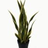 Artificial Tree 67cm Sansevieria *6 in PP pot GS-59523046 Tree&Plant YeahFlower is one of Chinese leading OEM manufacturers and exporters , supplying the silk flowers, wholesale artificial trees