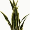 Artificial Tree 67cm Sansevieria *6 in PP pot GS-59523046 Tree&Plant YeahFlower is one of Chinese leading OEM manufacturers and exporters , supplying the silk flowers, wholesale artificial trees