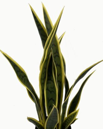 Artificial Tree 67cm Sansevieria *6 in PP pot GS-59523046 Tree&Plant YeahFlower is one of Chinese leading OEM manufacturers and exporters , supplying the silk flowers, wholesale artificial trees