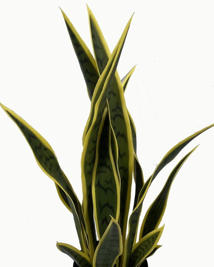 Artificial Tree 67cm Sansevieria *6 in PP pot GS-59523046 Tree&Plant YeahFlower is one of Chinese leading OEM manufacturers and exporters , supplying the silk flowers, wholesale artificial trees