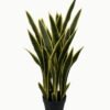 Artificial Tree 85cm Sansevieria 7 in PP pot GS-59523049_1 Artificial Tree 85cm Sansevieria *7 in PP pot GS-59523049 Tree&Plant YeahFlower is one of Chinese leading OEM manufacturers and exporters , supplying the silk flowers, wholesale artificial trees