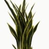 Artificial Tree 85cm Sansevieria 7 in PP pot GS-59523049_6 Artificial Tree 85cm Sansevieria *7 in PP pot GS-59523049 Tree&Plant YeahFlower is one of Chinese leading OEM manufacturers and exporters , supplying the silk flowers, wholesale artificial trees