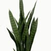Artificial Tree 85cm Sansevieria 7 in PP pot GS-59523050_1 Artificial Tree 85cm Sansevieria *7 in PP pot GS-59523050 Tree&Plant YeahFlower is one of Chinese leading OEM manufacturers and exporters , supplying the silk flowers, wholesale artificial trees