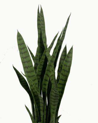 Artificial Tree 85cm Sansevieria *7 in PP pot GS-59523050 Tree&Plant YeahFlower is one of Chinese leading OEM manufacturers and exporters , supplying the silk flowers, wholesale artificial trees