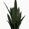 Artificial Tree 85cm Sansevieria *7 in PP pot GS-59523051 Tree&Plant YeahFlower is one of Chinese leading OEM manufacturers and exporters , supplying the silk flowers, wholesale artificial trees