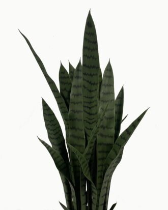 Artificial Tree 85cm Sansevieria *7 in PP pot GS-59523051 Tree&Plant YeahFlower is one of Chinese leading OEM manufacturers and exporters , supplying the silk flowers, wholesale artificial trees
