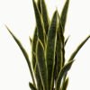 Artificial Tree 90cm Sansevieria 12 in PP pot GS-59523052_7 Artificial Tree 90cm Sansevieria *12 in PP pot GS-59523052 Tree&Plant YeahFlower is one of Chinese leading OEM manufacturers and exporters , supplying the silk flowers, wholesale artificial trees