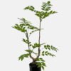 Artificial Tree 90cm Tree in PP pot GS-61923033 Tree&Plant YeahFlower is one of Chinese leading OEM manufacturers and exporters , supplying the silk flowers, wholesale artificial trees