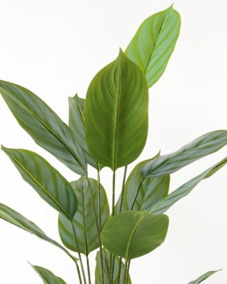 Artificial Tree 80*80*140cm Arrowroot in PP pot/15 lvs GS-66423013 Tree&Plant YeahFlower is one of Chinese leading OEM manufacturers and exporters , supplying the silk flowers, wholesale artificial trees