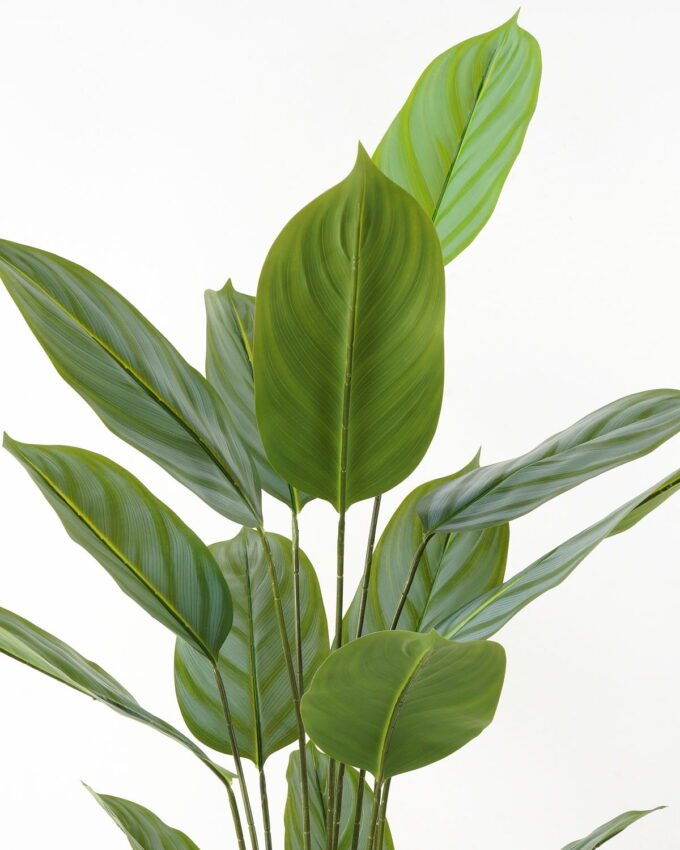 Artificial Tree 80*80*140cm Arrowroot in PP pot/15 lvs GS-66423013 Tree&Plant YeahFlower is one of Chinese leading OEM manufacturers and exporters , supplying the silk flowers, wholesale artificial trees