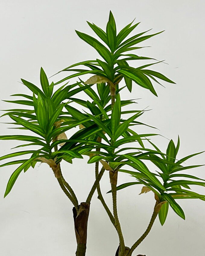Artificial Tree 65*45*90cm Dracaena reflexa *2 in PP pot GS-61923023 Tree&Plant YeahFlower is one of Chinese leading OEM manufacturers and exporters , supplying the silk flowers, wholesale artificial trees