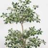 Artificial Tree 80*80*180cm Duck foot wood in PP pot GS-61923031 Tree&Plant YeahFlower is one of Chinese leading OEM manufacturers and exporters , supplying the silk flowers, wholesale artificial trees