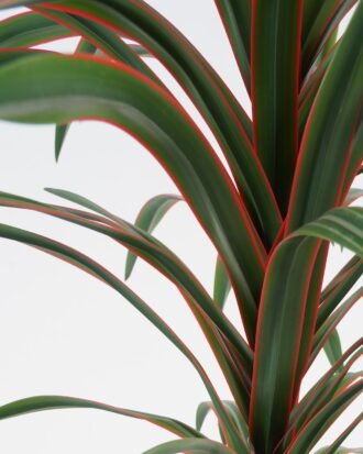 Artificial Tree 24*24*85CM Feeling touch dracaena with pp pot GS-41921016 Tree&Plant YeahFlower is one of Chinese leading OEM manufacturers and exporters , supplying the silk flowers, wholesale artificial trees