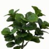 Artificial Tree 45*45*72cm  Ficus in PP pot/50 lvs GS-46723005 Tree&Plant YeahFlower is one of Chinese leading OEM manufacturers and exporters , supplying the silk flowers, wholesale artificial trees