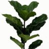 Artificial Tree 40*40*75cm Ficus tree in PP pot/12 lvs GS-46723001 Tree&Plant YeahFlower is one of Chinese leading OEM manufacturers and exporters , supplying the silk flowers, wholesale artificial trees