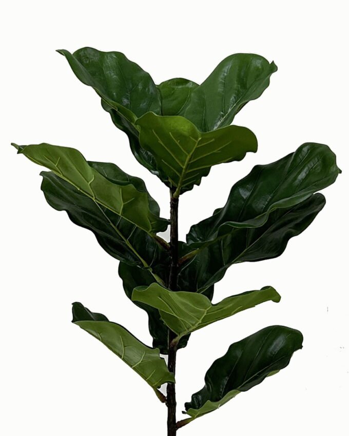 Artificial Tree 40*40*75cm Ficus tree in PP pot/12 lvs GS-46723001 Tree&Plant YeahFlower is one of Chinese leading OEM manufacturers and exporters , supplying the silk flowers, wholesale artificial trees