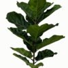 Artificial Tree 47*47*119cm Ficus tree in PP pot/15 lvs GS-46723002 Tree&Plant YeahFlower is one of Chinese leading OEM manufacturers and exporters , supplying the silk flowers, wholesale artificial trees