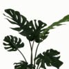 Artificial Tree Leaf in PP pot 7 lvs GS-46723009_2 Artificial Tree 70*70*89cm Leaf in PP pot/7 lvs GS-46723009 Tree&Plant YeahFlower is one of Chinese leading OEM manufacturers and exporters , supplying the silk flowers, wholesale artificial trees