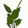 Artificial Tree 73*73*123cm Leaf in  PP pot/9 lvs GS-46723013 Tree&Plant YeahFlower is one of Chinese leading OEM manufacturers and exporters , supplying the silk flowers, wholesale artificial trees
