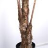 Artificial Tree Olive Tree in PP pot GS-59523029_5 Artificial Tree 140*140*264cm Olive Tree in PP pot GS-59523029 Tree&Plant YeahFlower is one of Chinese leading OEM manufacturers and exporters , supplying the silk flowers, wholesale artificial trees