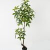 Artificial Tree 55*55*150cm Pachira macrocarpa in PP pot GS-69423012 Tree&Plant YeahFlower is one of Chinese leading OEM manufacturers and exporters , supplying the silk flowers, wholesale artificial trees