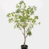 Artificial Tree 80*80*126cm Plant in PP pot GS-61923022 Tree&Plant YeahFlower is one of Chinese leading OEM manufacturers and exporters , supplying the silk flowers, wholesale artificial trees