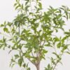 Artificial Tree 80*80*126cm Plant in PP pot GS-61923022 Tree&Plant YeahFlower is one of Chinese leading OEM manufacturers and exporters , supplying the silk flowers, wholesale artificial trees