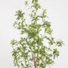 Artificial Tree 66*66*170cm Plant in PP pot GS-61923027 Tree&Plant YeahFlower is one of Chinese leading OEM manufacturers and exporters , supplying the silk flowers, wholesale artificial trees