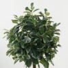 Artificial Tree Polyscias in PP pot GS-69423005_2 Artificial Tree 38*38*87cm Polyscias in PP pot GS-69423005 Tree&Plant YeahFlower is one of Chinese leading OEM manufacturers and exporters , supplying the silk flowers, wholesale artificial trees