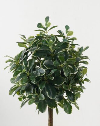 Artificial Tree 38*38*87cm Polyscias in PP pot GS-69423005 Tree&Plant YeahFlower is one of Chinese leading OEM manufacturers and exporters , supplying the silk flowers, wholesale artificial trees